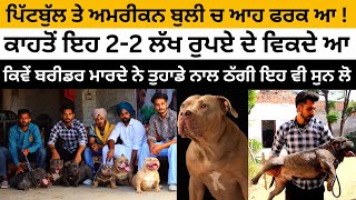 ਪਿੱਟਬੁੱਲ ਤੇ ਅਮਰੀਕਨ ਬੁਲੀ ਚ ਆਹ ਫਰਕ ਆ ! | Bully Dog | Bulli | Pitbull | Sidhu Bullz Camp | Iam Hero