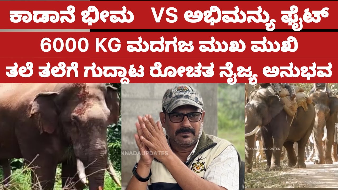 ಅಭಿಮನ್ಯು vs ಕಾಡಾನೆ ಭೀಮ ರಿಯಲ್ ಫೈಟ್, ತಲೆಗೆ ಗುದ್ದಾಟ ಸೌಂಡ್ ಬಂತು ಅನುಭವ ಡಾ | Abhimanyu vs Wild bhima