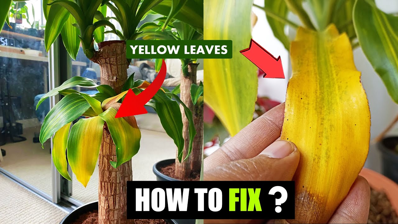 Why is my corn plant turning yellow ?