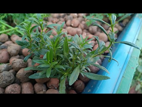 Vídeo: Como cultivar plantas de hissopo