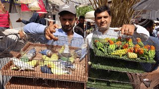 Birds Market Lalukhet Sunday Video Latest Update in Urdu\/Hindi