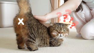 Totally Starstruck Cats Meet 4 Famous YouTubers! (ENG SUB)