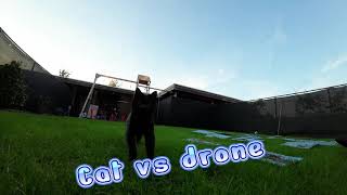 Cat vs drone