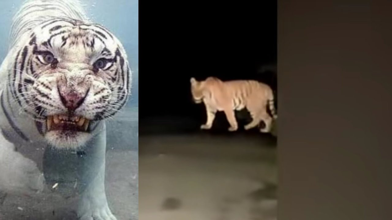 🔴Latest Tiger attack in India Telanagana Viral Vedio - YouTube