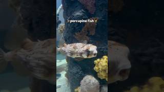They are SO CUTEEE!!! 🐡 🫧 😍 ✨