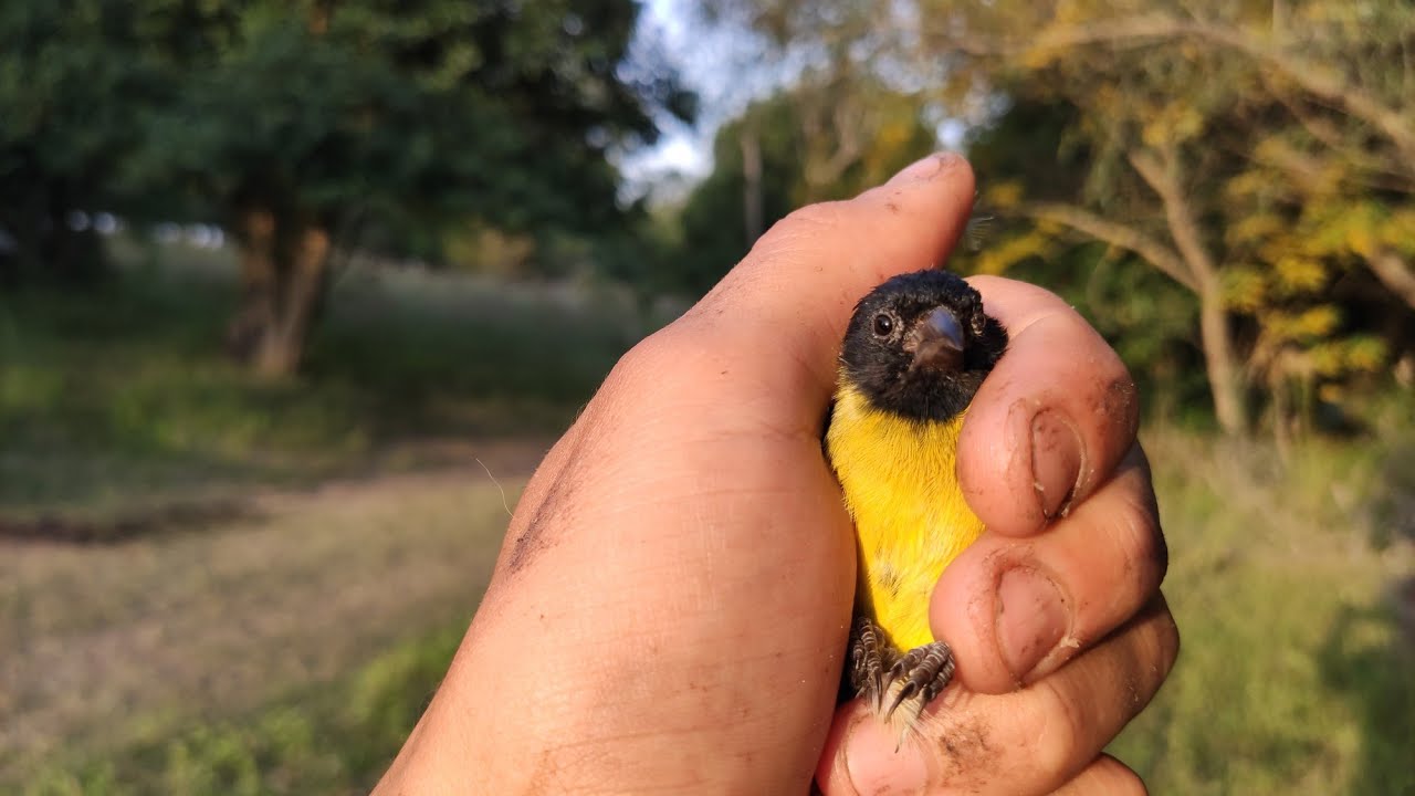 Muchos Jilgueros! Cabecitas cortarramas y mas!