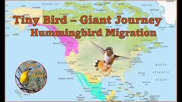 Tiny Bird - Giant Journey: Hummingbird Migration