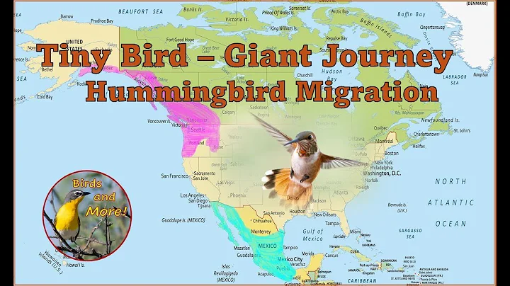 Tiny Bird - Giant Journey: Hummingbird Migration