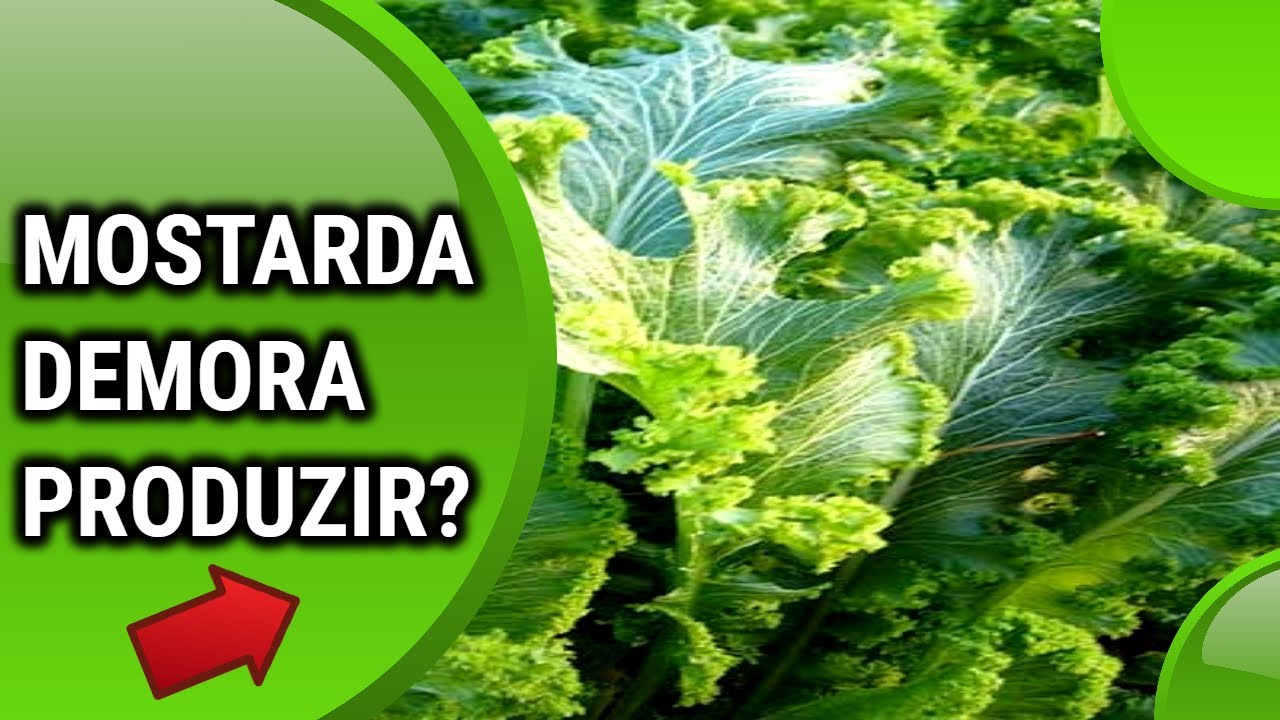 Quanto tempo um pé de mostarda demora para produzir? Quantos dias meses ...