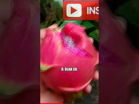 COLHEITA RÁPIDA: VINGAR sua Fruta FÁCIL! #shorts