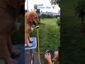 🤣🤣🤣😂😂comedy video