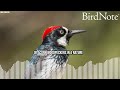 Woodpeckers and Wildfire Smoke