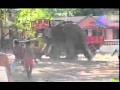 Elephant attack on a lorry