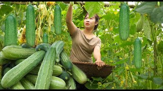 Harvesting Cassava, Cucumbers, and Mushrooms to Sell at the Market | Vegetable Gardening | Anh Nhu