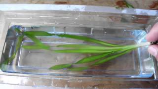 Aquarium Plant Discussion About Vallisneria Americana Hydrocharitaceae