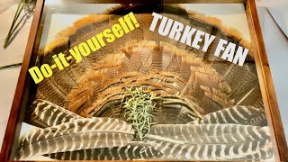 Turkey Fan Mount in a Shadowbox | Easy Project!