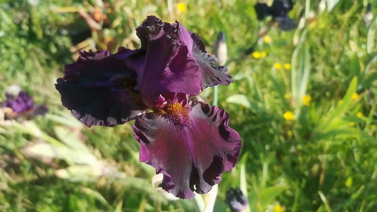 Tall Bearded Iris " For Veronica " - almost pure purple iris from