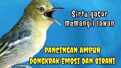 SIRTU/CIPOH GACOR BIKIN EMOSI SEMUA LAWAN!..COBA DAN BUKTIKAN!!#birds
