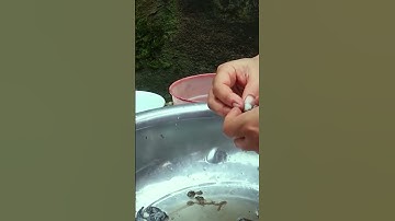 Ăn nòng nọc ếch, món đặc sản tây bắc chỉ dành cho người dũng cảm | TÂY BẮC TV #shorts