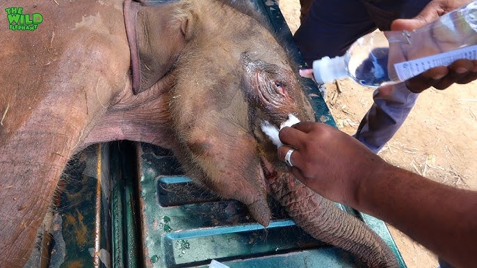 Baby elephant left behind by the herd is injured and sad until Awesome people showed up - YouTube