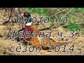 Охота с  дратхаарами на фазанов,  Юг России, Ростовская обл., 2014 г.