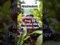 Rare Indian Purple Frog