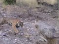 Best Tiger Charge Noor T39 Tiger Chase DEER Tiger Samber Deer Touch The Jeep Best Tiger Charge Noor T39 Tiger Chase DEER Tiger Samber Deer Touch The Jeep