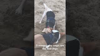 5 reasons why corgis are the best dogs
