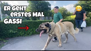 Kleiner Bruder geht das ERSTE mal mit unserem KANGAL spazieren! + FAQ mit FREUNDIN? screenshot 3
