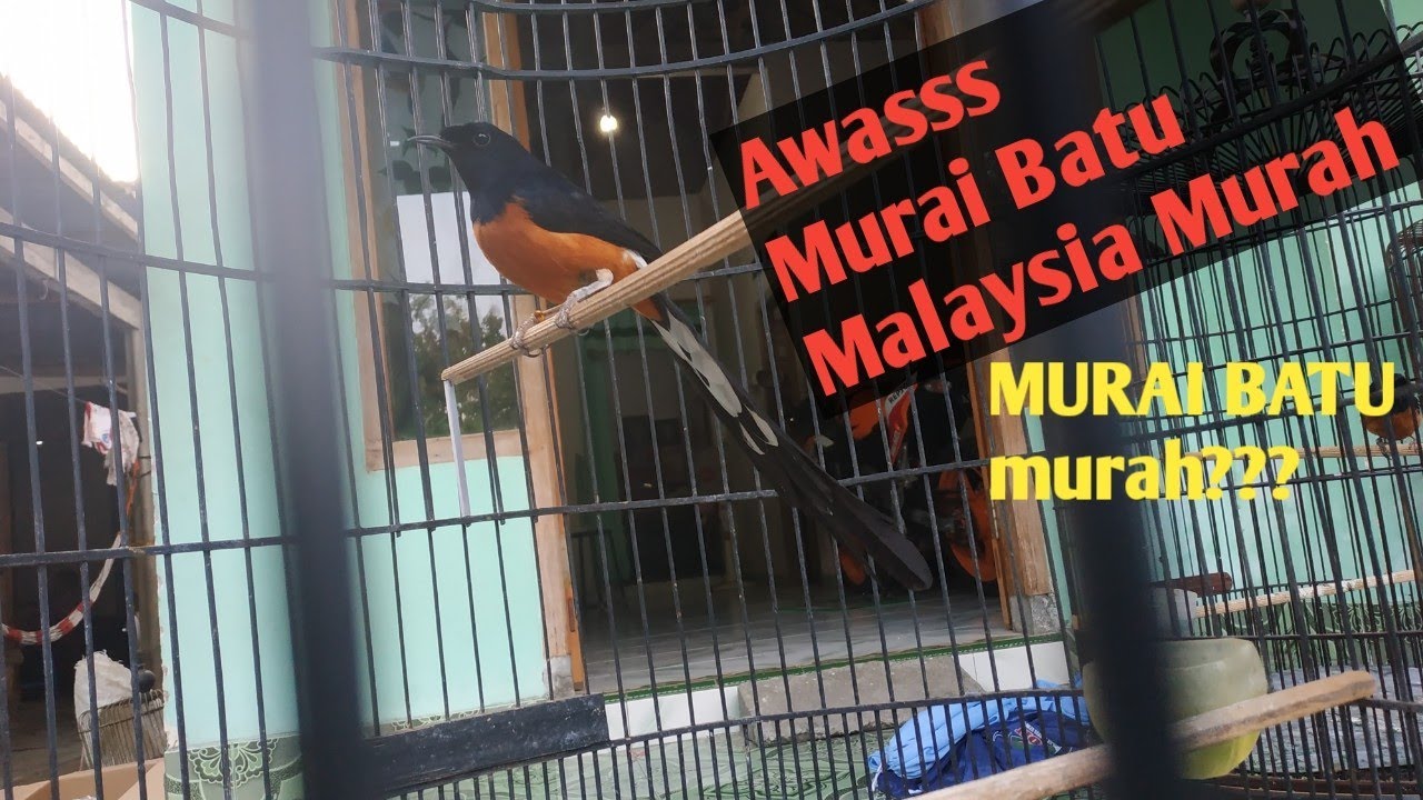 Murai Batu Malaysia Murahan VS Malaysia Mahal YouTube