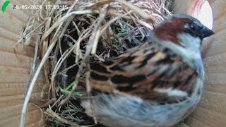 Wild Garden House Sparrow's Nestcam Day 32