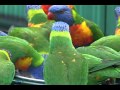 Rainbow Lorikeets wild and free in their native Australia