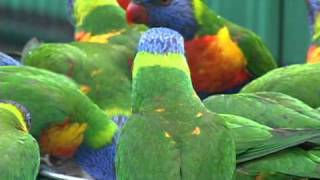 Rainbow Lorikeets wild and free in their native Australia