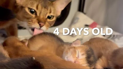 Video 4406781: abyssinian kitten cat, adorable abyssinian kitten, abyssinian baby kitten, newborn abyssinian, kittens mother cat, tiny kitten cat