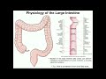 Anatomy and Physiology of the Large Intestine [Colon]