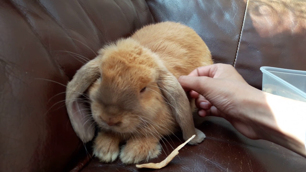 BUNNY VIETNAM FLASH BACK - YouTube