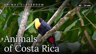Animals of Costa Rica | Calm Video for the Classroom screenshot 5