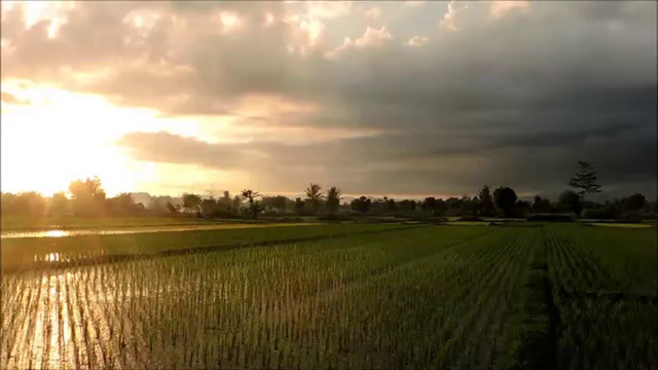 Gambar Senja Tepi Sawah Sunset Paddy Field Youtube Gambar 