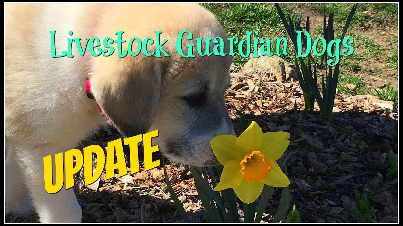 Our Livestock Guardian Dogs Update~