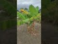 #frutas