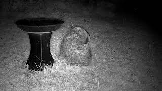 Badger in the Wild  Natural Behaviour Caught on Camera by Wildlife Photographer Debra Angel