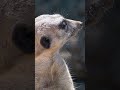 Wild Africa 🦁🌿 | Untamed Forest & Animal Life #shorts #travel #viral #naturelover