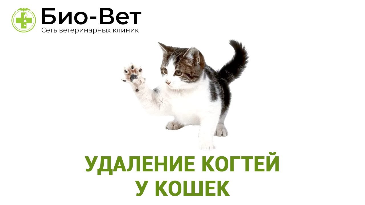 Удаление когтей у кошек // Ветеринарная клиника Био-Вет. - YouTube