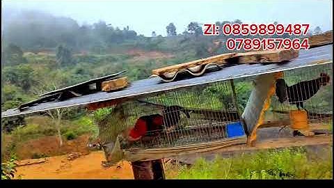 Gà rừng mồi 2026/ qaib dib nawb nyiam hnug tau os