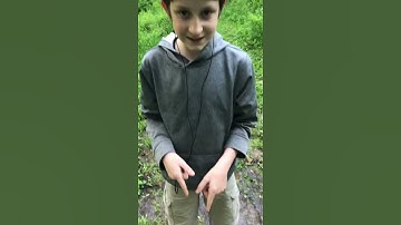 Real life tapeworm caught on video