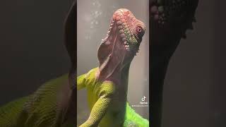 Lesser Antillean Iguana (Balerion)