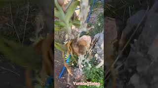 Salep Orkidesi Yetiştiriciliği