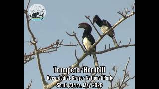 Strange looking and sounding! The Trumpeter Hornbill, Hadada Ibis (+ Human) @seasearchresearchconservat1843