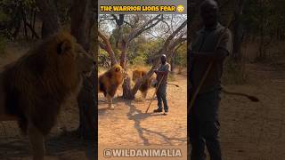 He Commands LIONS With Just a Stick 😱🦁 | Maasai Warrior Obeys Wild King #Lion #Viral #shorts