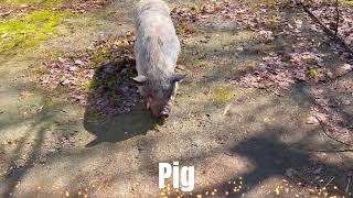 Patagonian Mara, Pig and Pony Facts for Kids